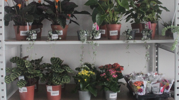 Plantas Interior